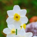 샤론의꽃 이미지