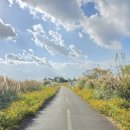 함평국화축제 이미지