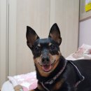 포포즈 반려동물장례식장 김포점 이미지