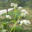 아침농원 이미지