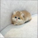 캣스토리 | 캣스토리 고양이분양 일산본점 후기고양이들이 자유롭게 뛰노는 일산고양이분양 공간