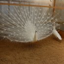 명품농장 이미지