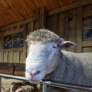 우현목장 이미지