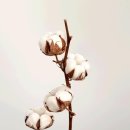 목화정원 이미지