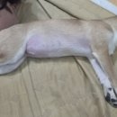빗질해줄개 네이버블로그