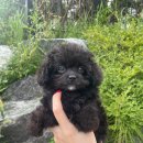 에르펫츠 강아지분양 고양이분양 다산점 이미지