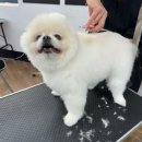 애견미용사 3급 자격증 과정 1 이미지