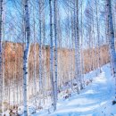 자작나무 이미지