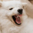 우리 똥강아지 이미지