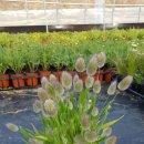 칠지농장 이미지