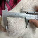 Dr.K 종합동물병원 | 강아지 회음부 탈장 및 중성화 수술, 무마취 CT 진단 사례, 길음미아동물병원, N동물의료센터 강북점