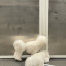 포프로짐 이미지