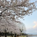 영강체육공원길 | 문경 벚꽃명소 영강체육공원 산책로(영신 숲 공원)