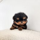 띠아몽 네이버블로그