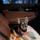 도그앤스토리 이미지