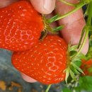 우직농장 이미지