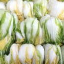 사조대림식품노동조합 | HACCP 인증 절임배추 20kg, 위생과 품질을 한 번에 잡는 비법