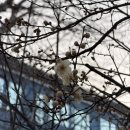 하나뽑아바 | 역삼역 칵테일 바 라우더 혼술 위스키 가격 및 방문 후기