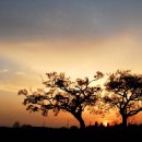 고목나무 이미지