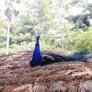 협재올레 이미지