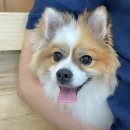 헤이, 댕댕 이미지