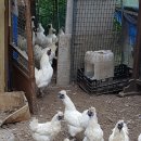 장수오골계 이미지