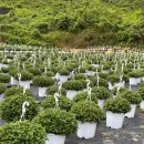 소매농장 이미지