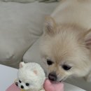 진주케이크