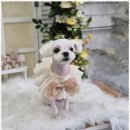 우리동네펫샵 | 계산동애견미용 우리 아이의 스타일, 우리동네펫샵에서 완성했어요