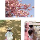 건지공원 | 하남 미사경정공원 겹벚꽃 피크닉, 오픈런 필수인 이유🌸