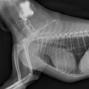 스마트 정형외과 신경외과 동물병원 이미지