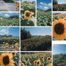 함안 강주 해바라기 축제 후기, 끝없이 펼쳐진 노란 꽃밭