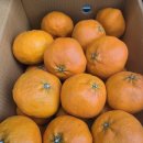 탐나는과일 오늘의과일입니다!(레드향,천혜향) 이미지