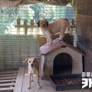 달봉이네 이미지