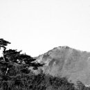 소나무 풍경 이미지