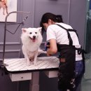 미쓰박 펫 살롱 | 송도애견미용 스피츠 가위컷 목욕 포메라이안 분양 / 미쓰박 펫 살롱