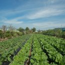 김자매 부엌 이미지