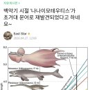 괴물 문어 크라켄은 존재했다 이미지