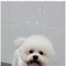 강아지살롱 이미지