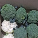 한라봉브로콜리 이미지