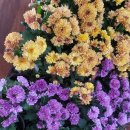 효심 농장 이미지