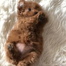 으라차차멍 | 대구강아지분양 으라차차멍 안전하고 검증된 곳