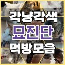 각냥각색 묘진단 후기/ 8냥이 먹방쇼/고양이보고...고양이사진다수/묘진단기호성최고/취냥저격 고양이한약