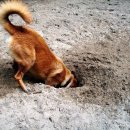 파트너동물의료센터 이미지