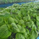 금산농원 이미지