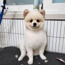 마이핫독 이미지