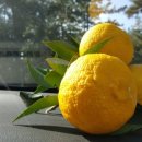 고흥 농장 이미지