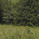 영화-미나리 이미지