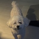 뽀도독(for the dog) | 창원 강아지 미용 추천 피부 예민한 강아지도 만족하는 안민동 뽀도독