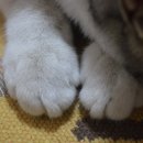 광명시민체육관 이미지